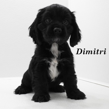 puppy, for, sale, Cockilier, Joe & Cherri  Overlease, dog, breeder, Miller, MO, dog-breeder, puppy-for-sale, forsale, nearby, find, puppyfind, locator, puppylocator, aca